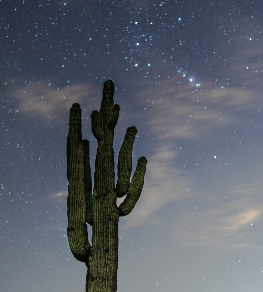 Cacti against a starry night sky