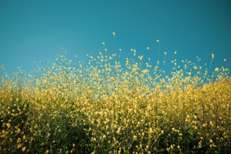 many small yellow flowers against a blue sky